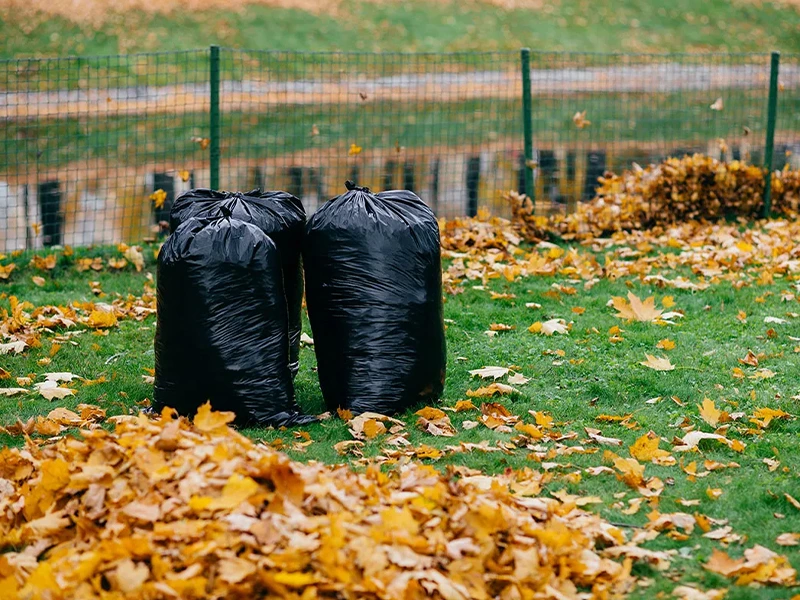 yard leaves in bags
